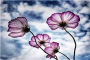 ترانه ای از غربت