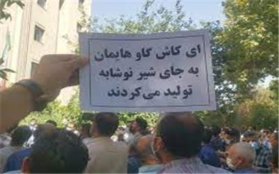 دامداران و گاوداران رها شده