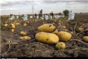 افتخار صادرات سیب‌زمینی در کشوری  خشک به چه می‌ماند؟